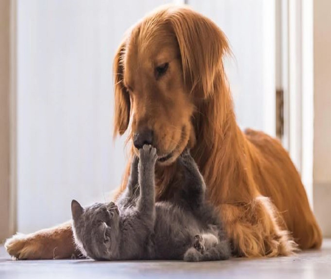 Creature Comforts Veterinary Creature Comforts Veterinary