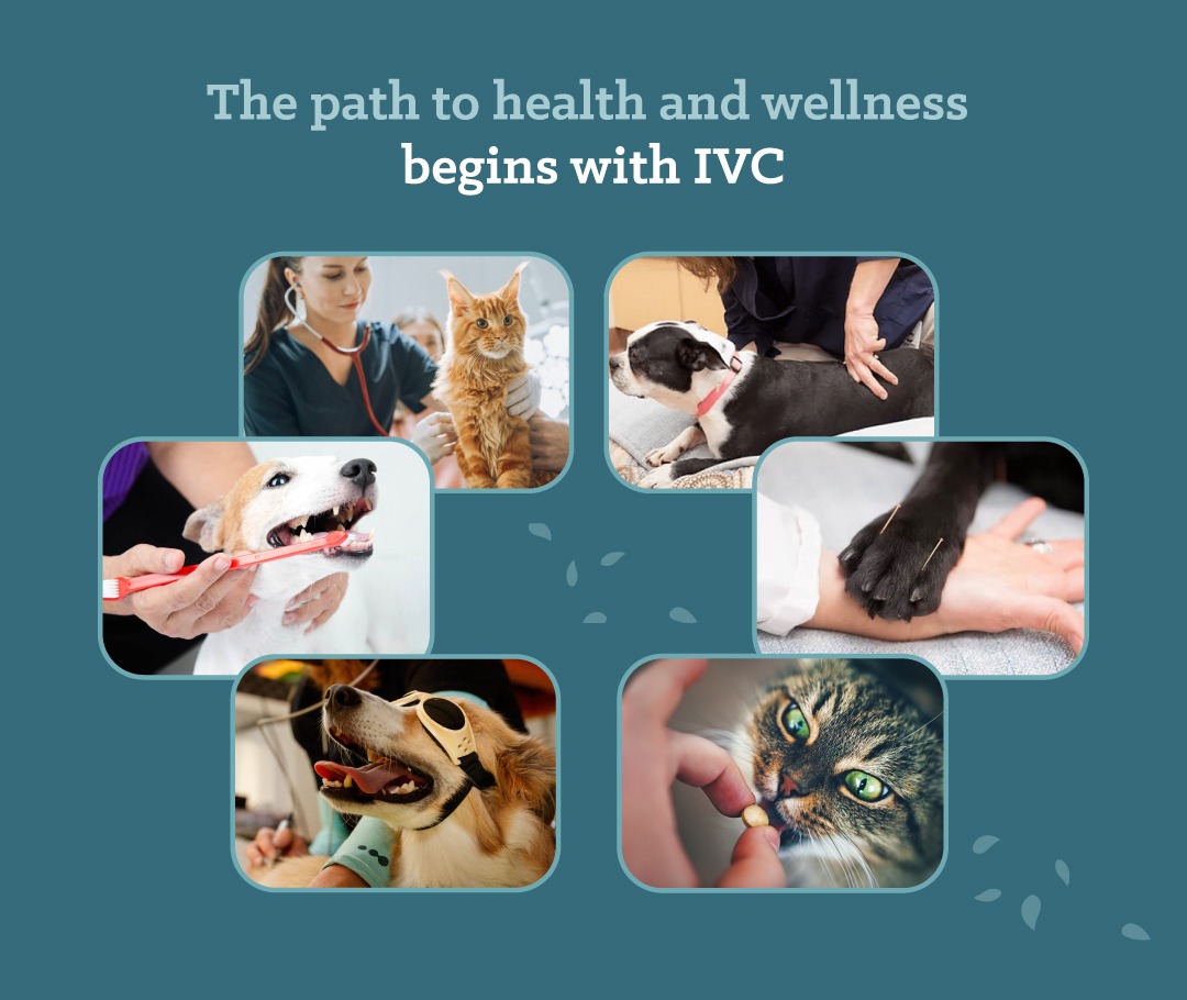 The Path to Health and Wellness Begins at IVC. 