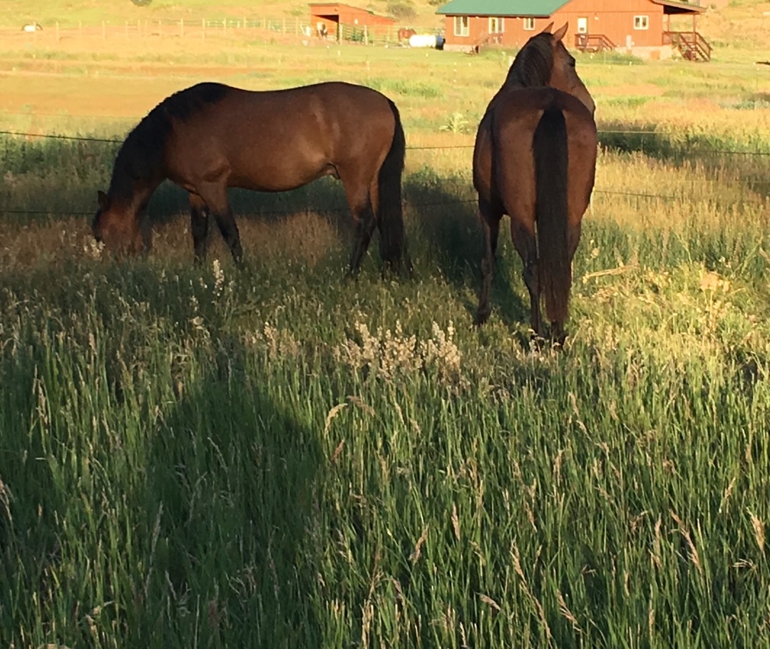 Horses enjoying native pasture