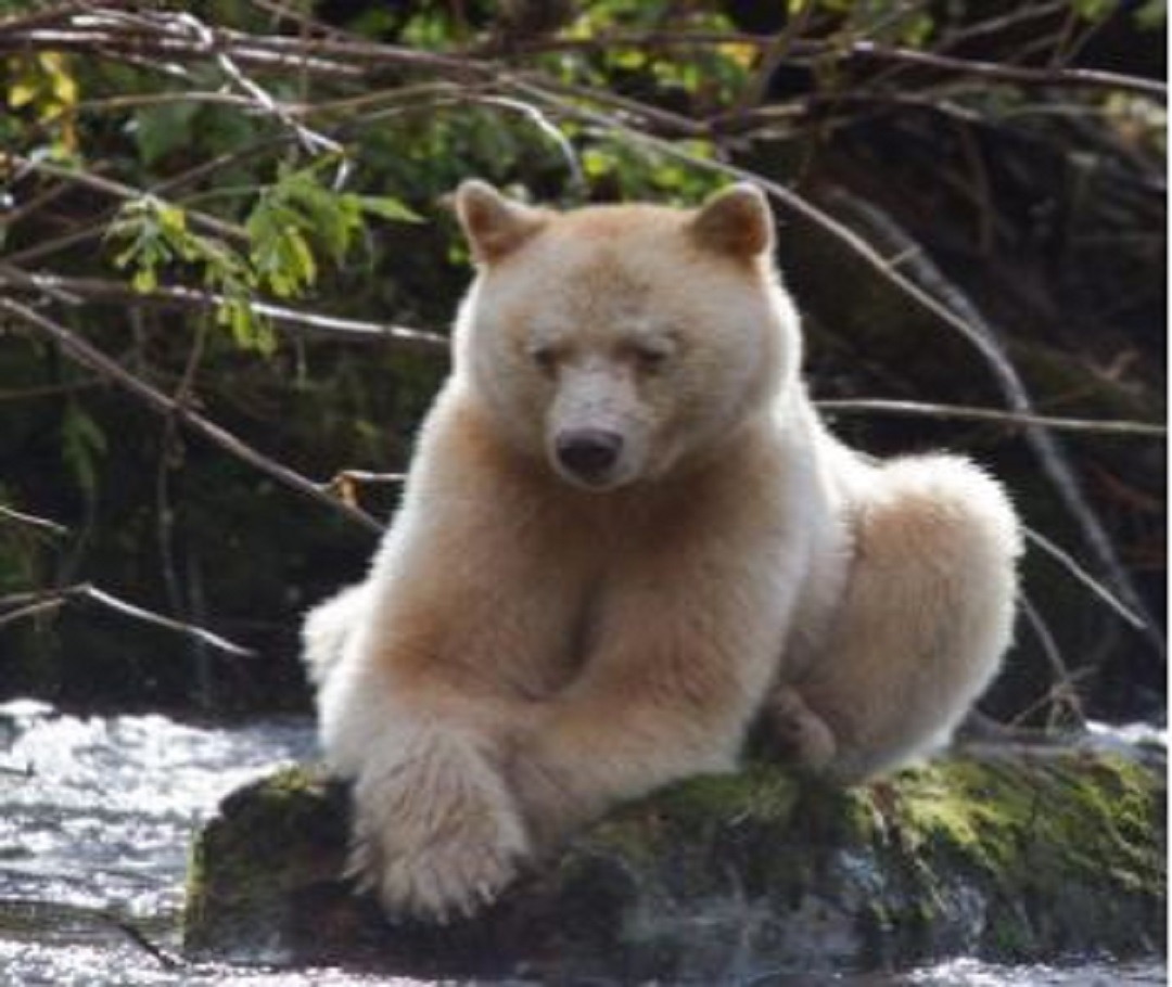 Bear
