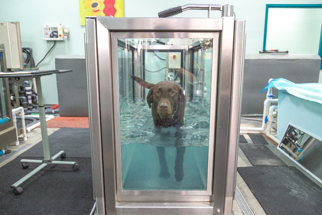 Canine Rehabilitation Underwater Treadmill