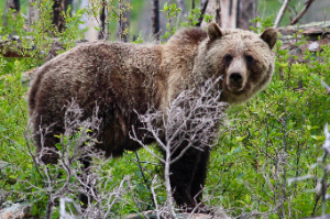 Laura Hunter APRN-C Logo