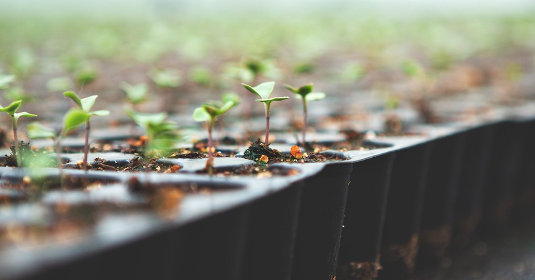 Growing Herbs on a farm