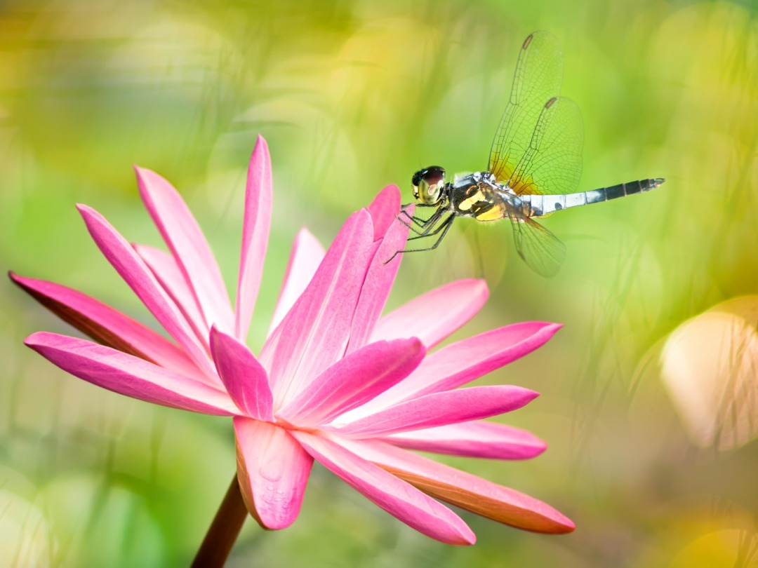 Dragonfly on pink lotus flower