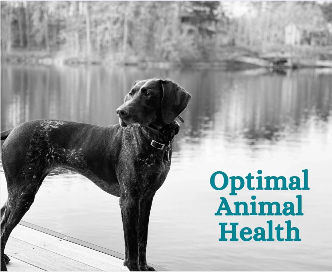 Healthy athletic dog standing on dock by lake