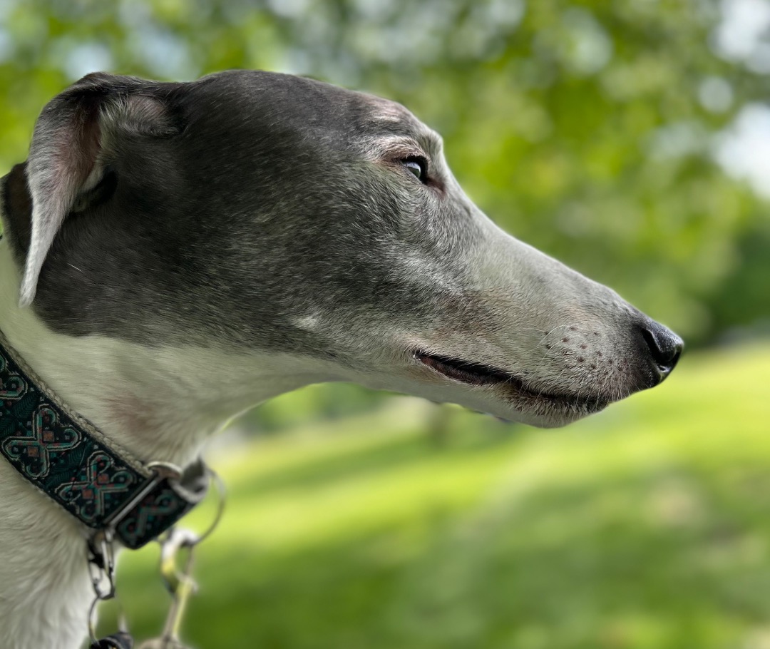 Greyhound Alvin enjoying nature